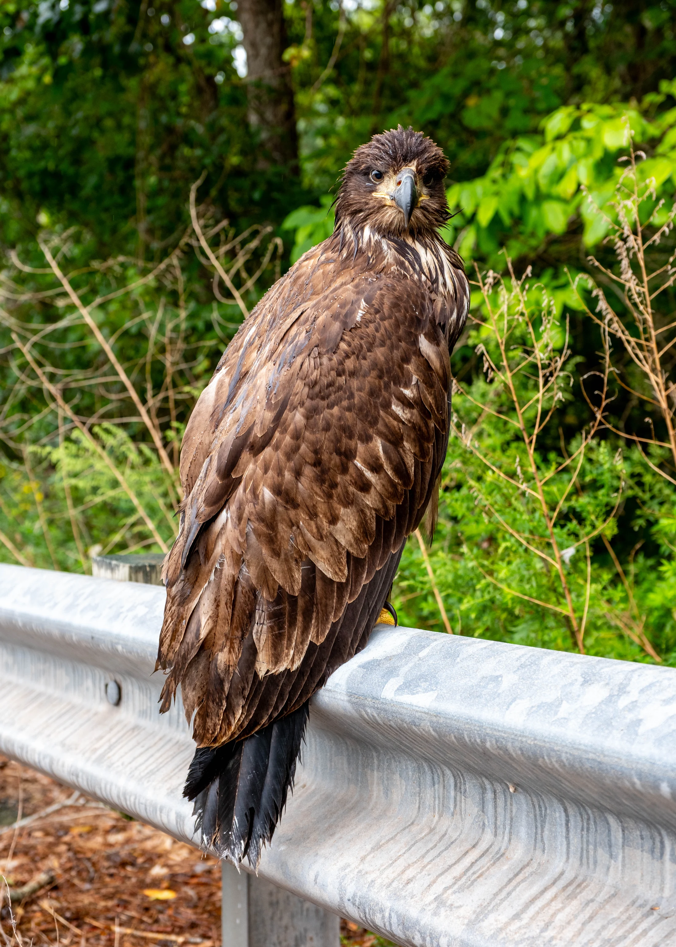A young female bald eagle perches on a guardrail beside Route 17B in the Town of Delaware.