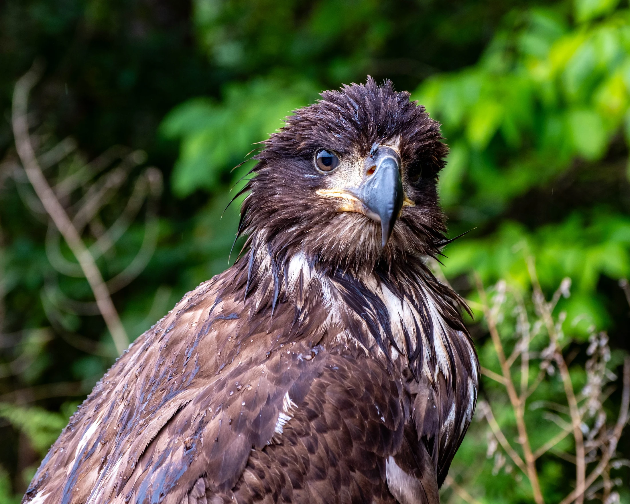 A closer view of the young bald eagle found beside Route 17B.